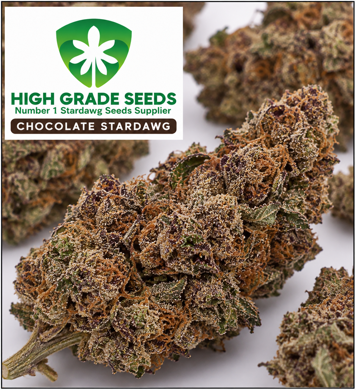 Close-up of a chocolate stardawg cannabis bud with frosty trichome coverage, alongside a brand label reading 'High Grade Seeds' and 'Chocolate Stardawg'.