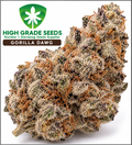 A close-up of a dried cannabis flower bud with dense trichome coverage, shown on a white background with a green and brown 'High Grade Seeds Gorilla Dawg' label in the upper left.
