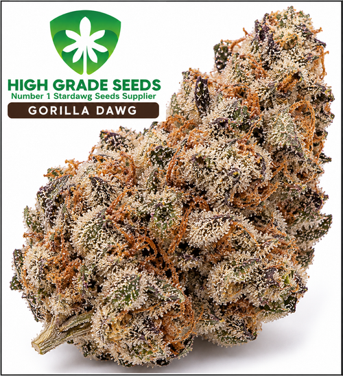 A close-up of a dried cannabis flower bud with dense trichome coverage, shown on a white background with a green and brown 'High Grade Seeds Gorilla Dawg' label in the upper left.