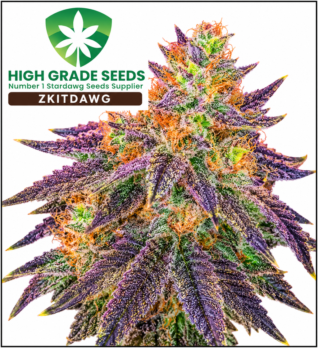 Buy High Grade Seeds Zkitdawg Cannabis Seeds UK
