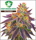 Buy High Grade Seeds Zkitdawg Cannabis Seeds UK