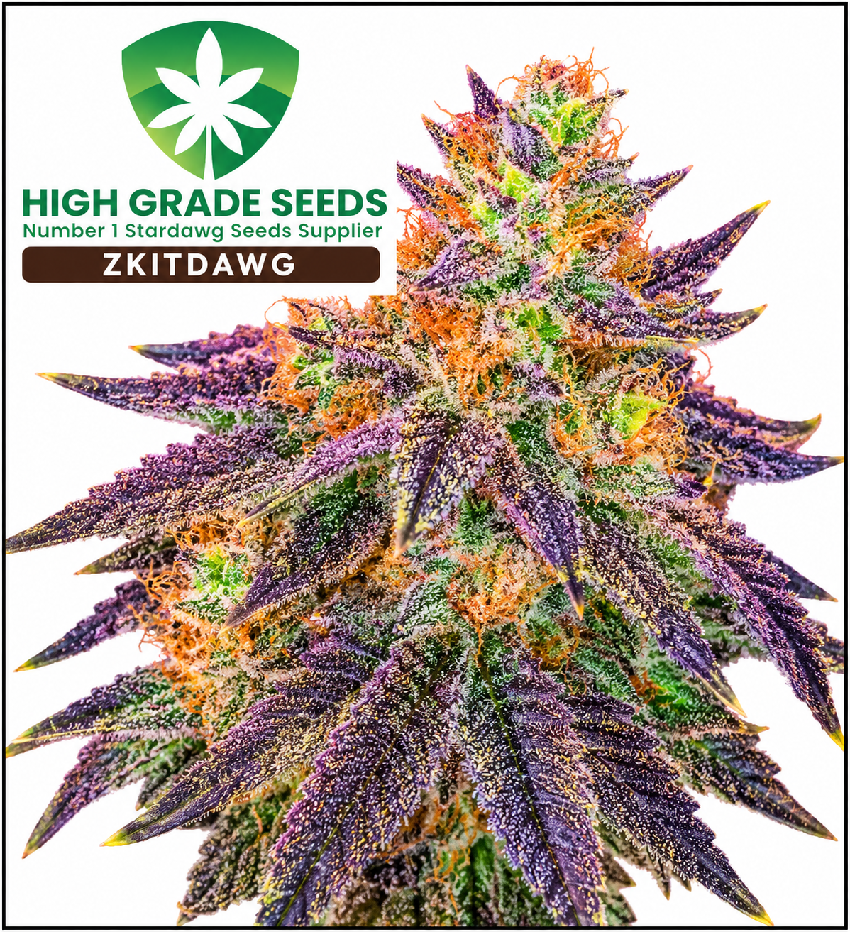 Buy High Grade Seeds Zkitdawg Cannabis Seeds UK