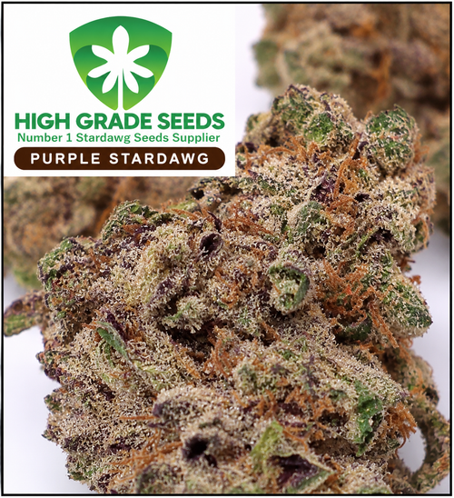 Buy Purple Stardawg Cannabis Seeds by High Grade Seeds UK