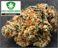 Buy Stardawg Cannabis Seeds by High Grade Seeds UK