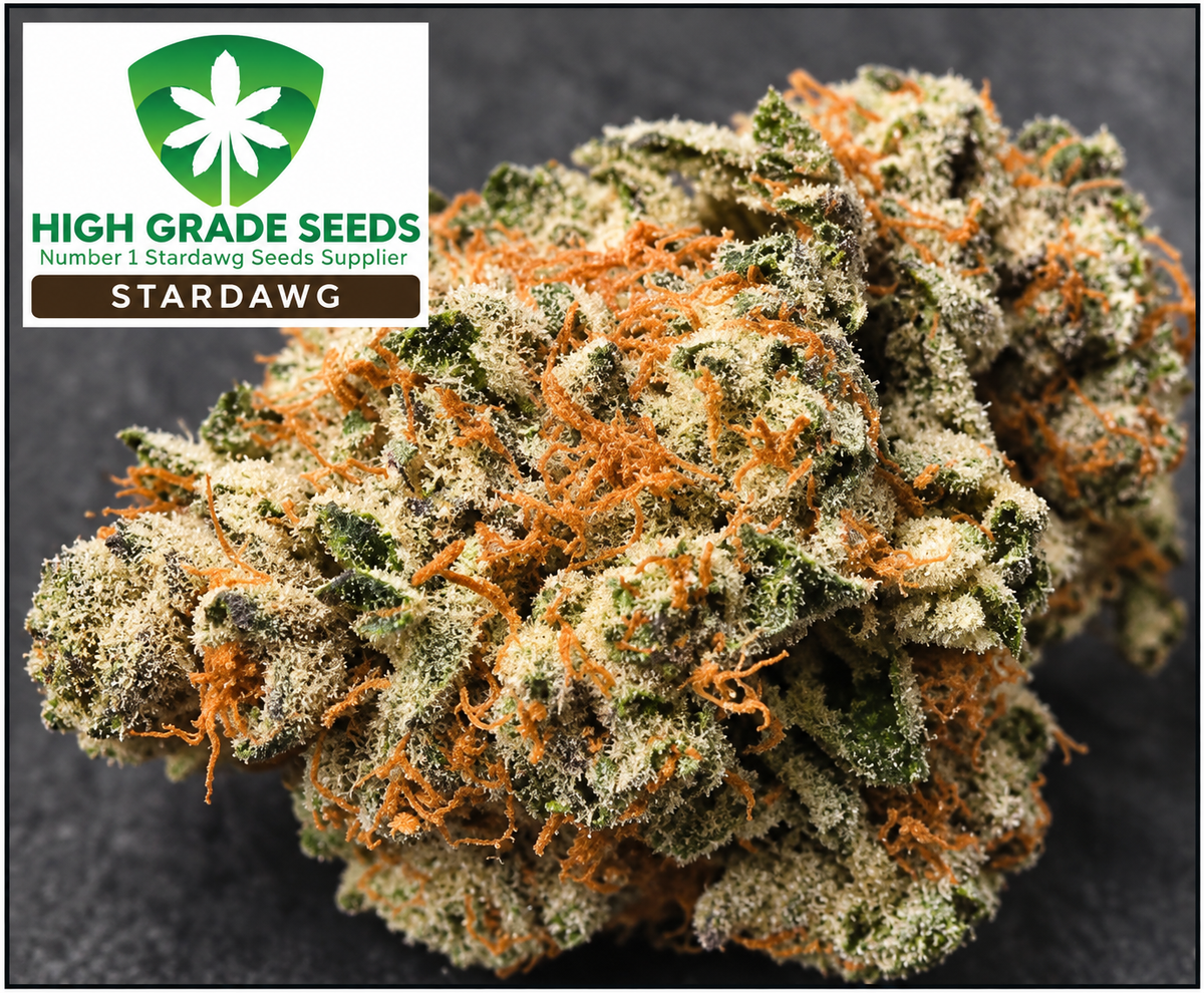 Buy Stardawg Cannabis Seeds by High Grade Seeds UK