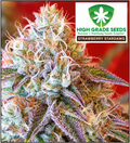 Buy Strawberry Stardawg Cannabis Seeds by High Grade Seeds UK